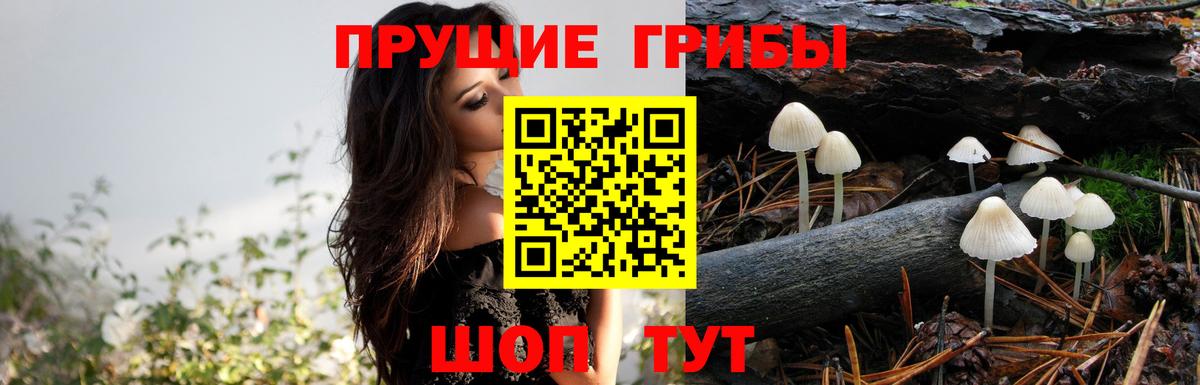 Галлюциногенные грибы GOLDEN TEACHER Кировск